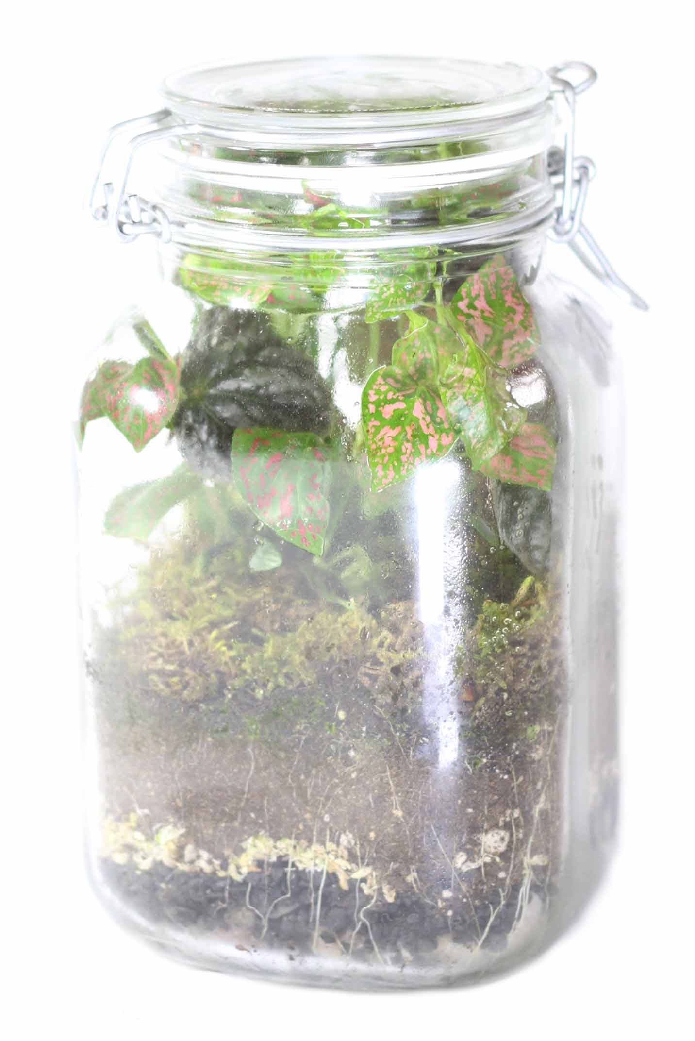 Terrarum in a jar